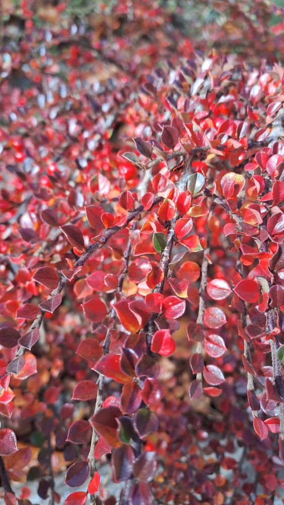 Cotoneaster horizontalis