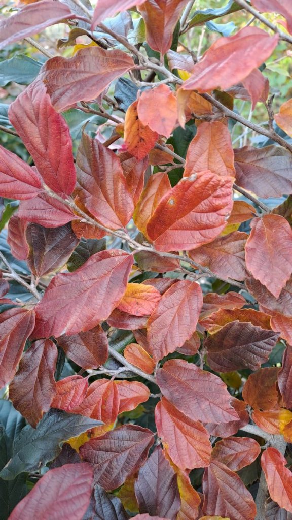 Sycoparrotia - winterblühender Zierstrauch